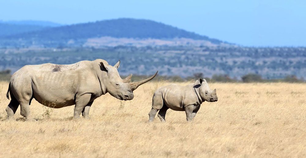 Shotspotter Combats Rhino Poaching In South Africas Kruger National Park Soundthinking 9774