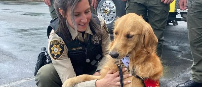 Woman in law enforcement uniform crouching to pet a golden retriever therapy dog as part of officer wellness.